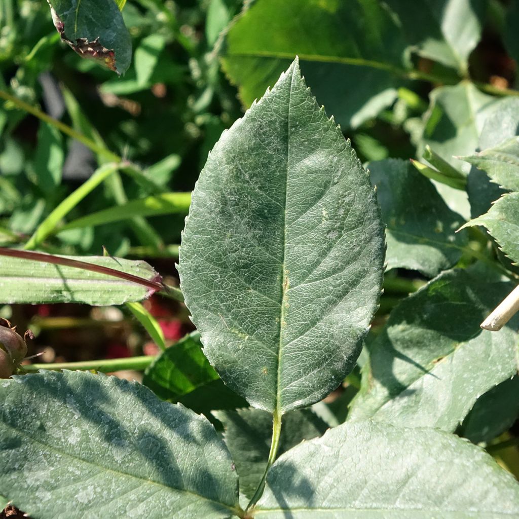Roseira de flor grande Black Perfumella