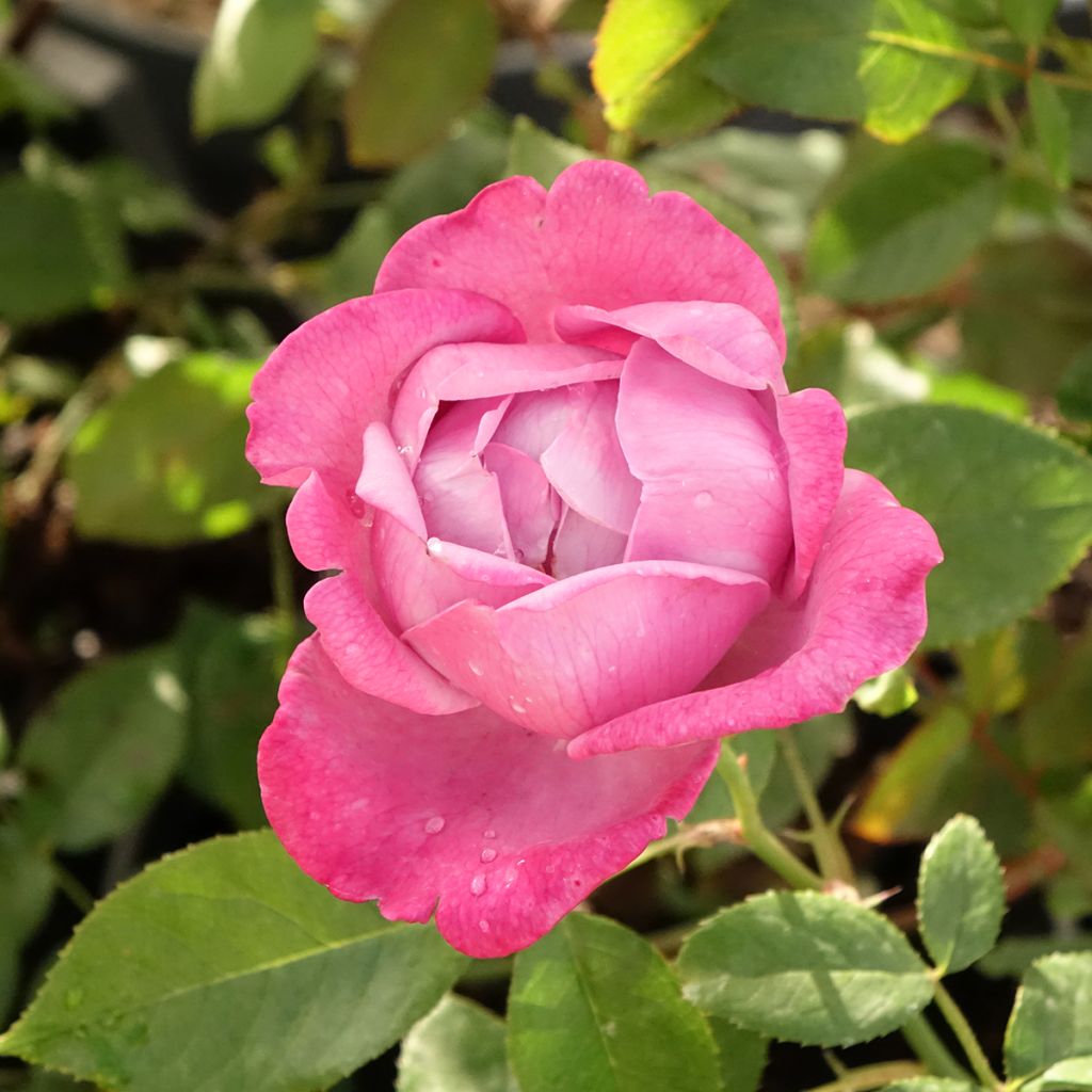 Rosa Blue River - Grootbloemige roos