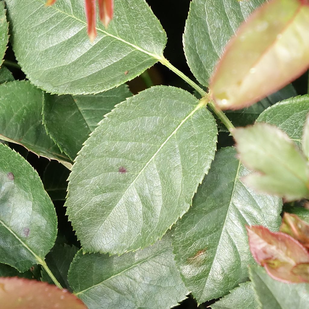 Roseira de flor grande Borneo Odore