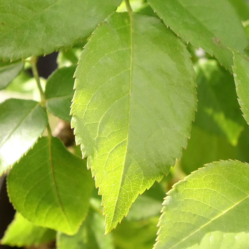 Roseira de flor grande Catherine Frot