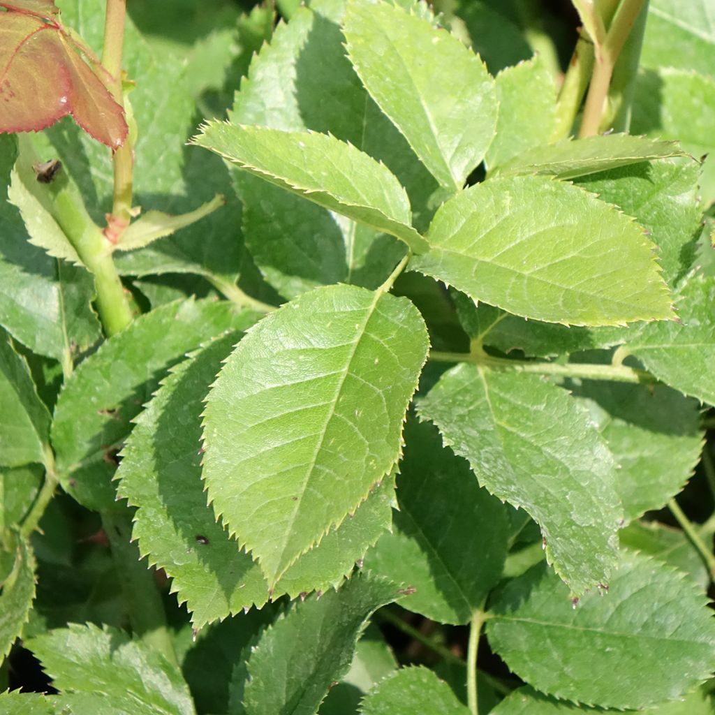 Roseira de flor grande Crémet d'Anjou
