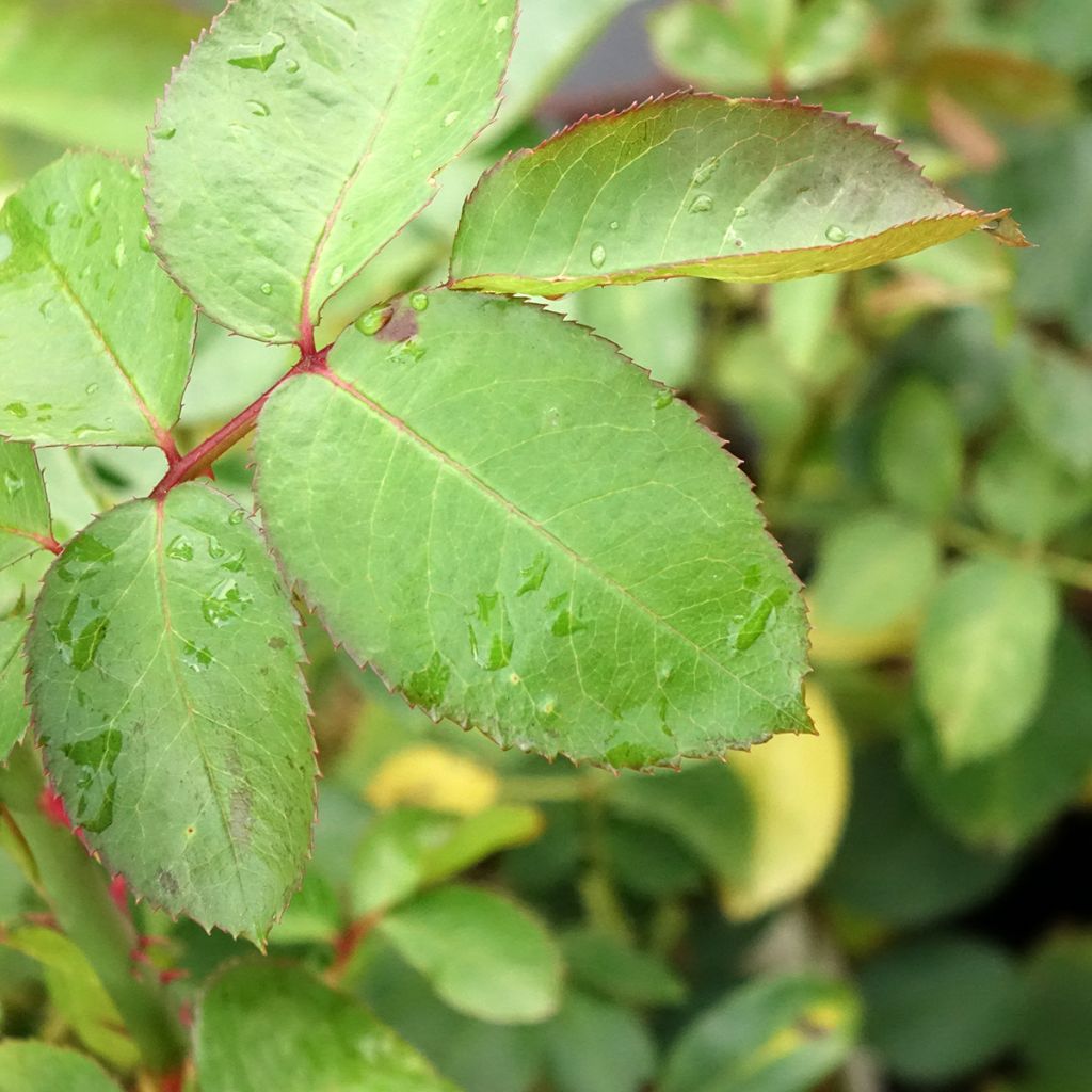 Roseira de flor grande Criterion