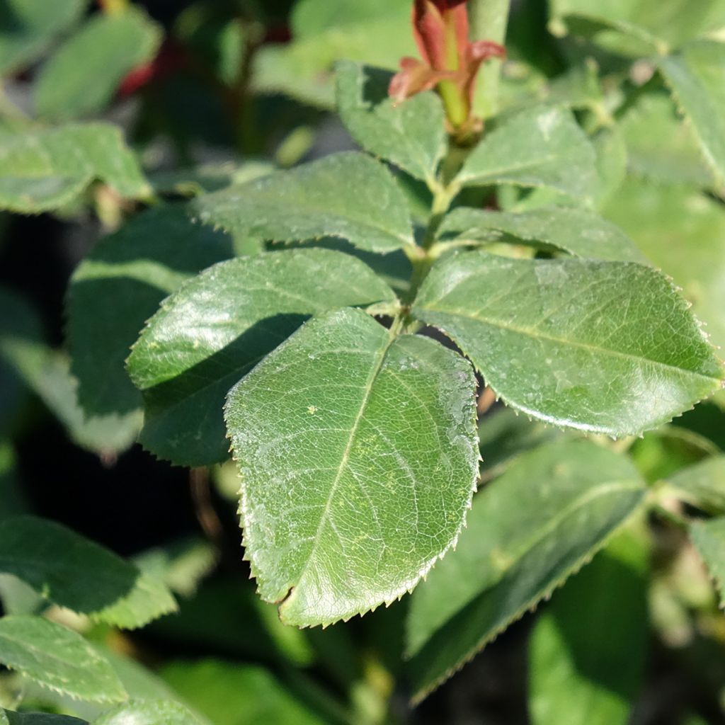 Roseira de flor grande Eureka