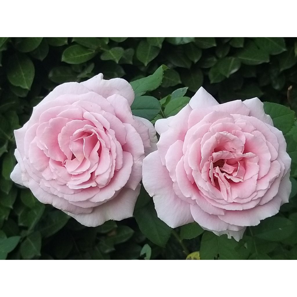 Rosier à grandes fleurs Frédéric Mistral