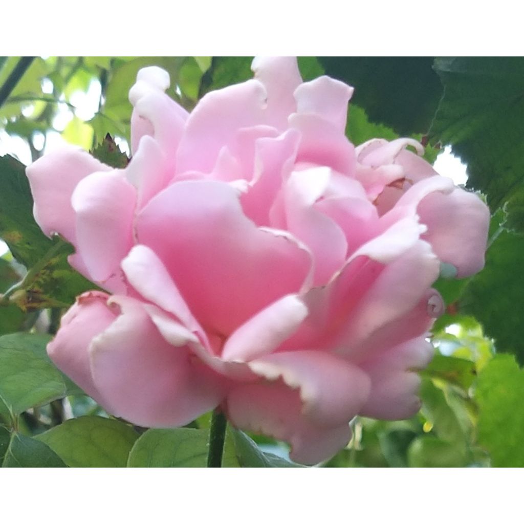 Rosier à grandes fleurs Frédéric Mistral