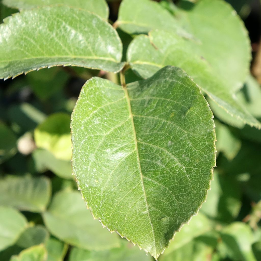 Roseira de flor grande Golden Perfumella