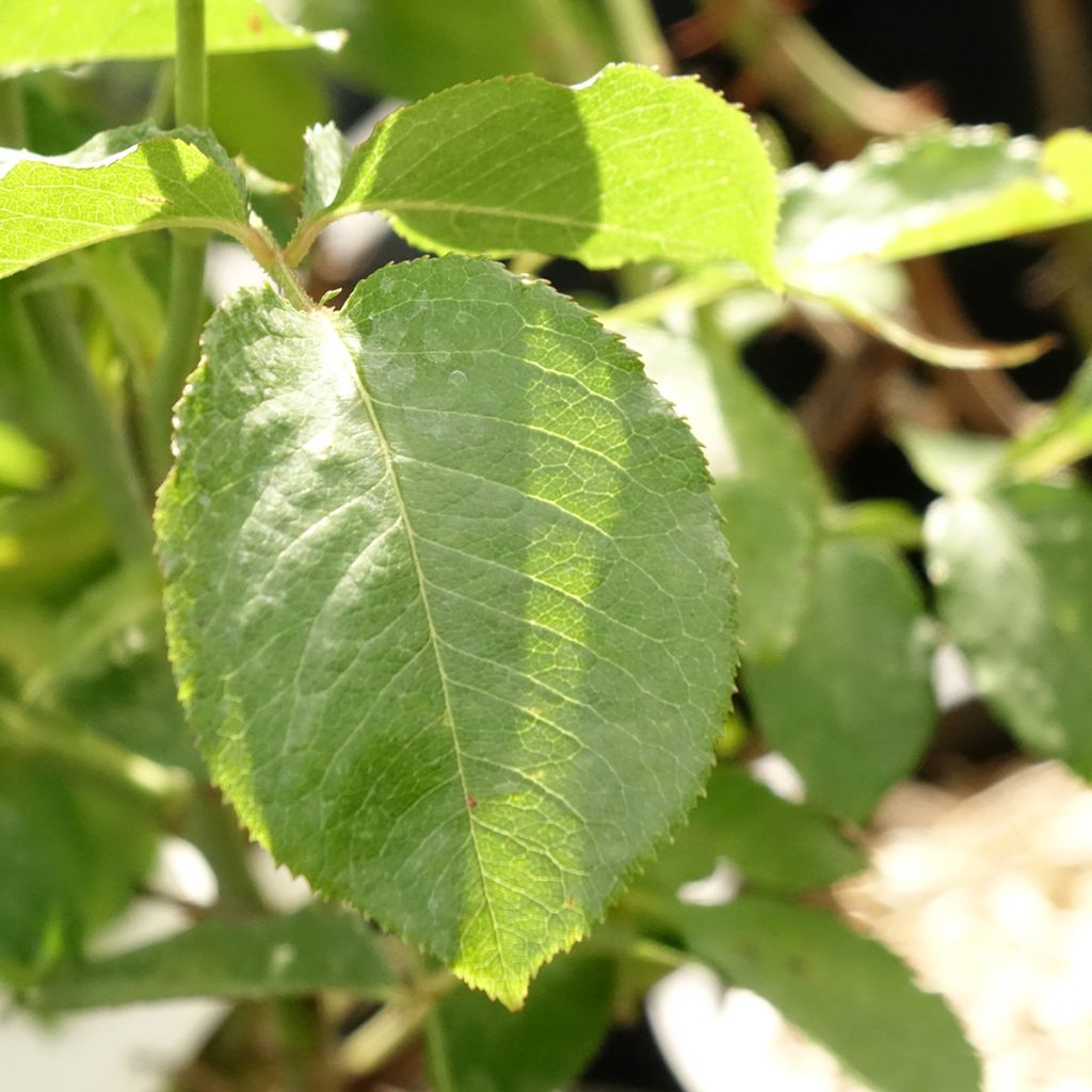 Roseira de flor grande Guillaume Gomez