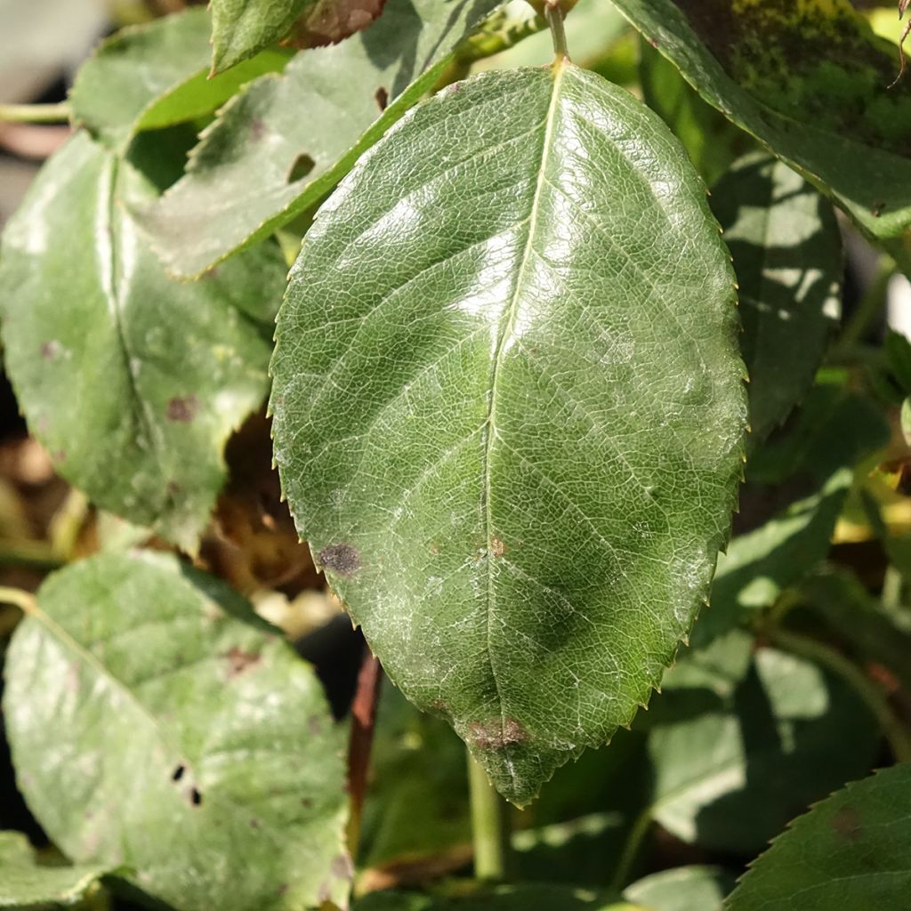 Roseira de flor grande Jalitah