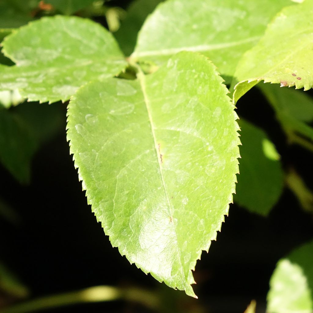 Roseira de flor grande Pink Martini