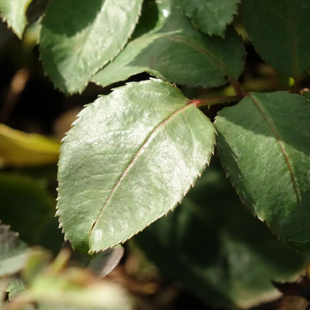 Roseira de flor grande Ice Cream