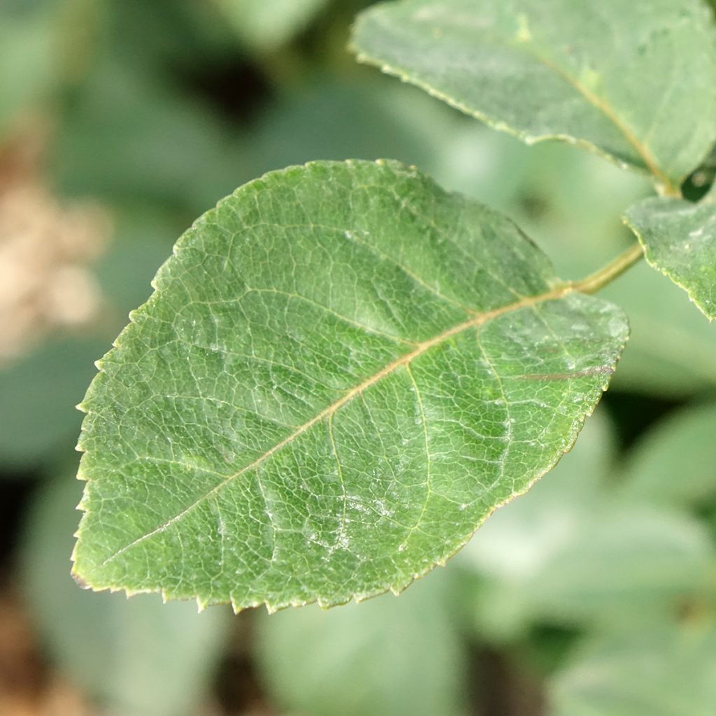 Roseira de flor grande Metropolitan