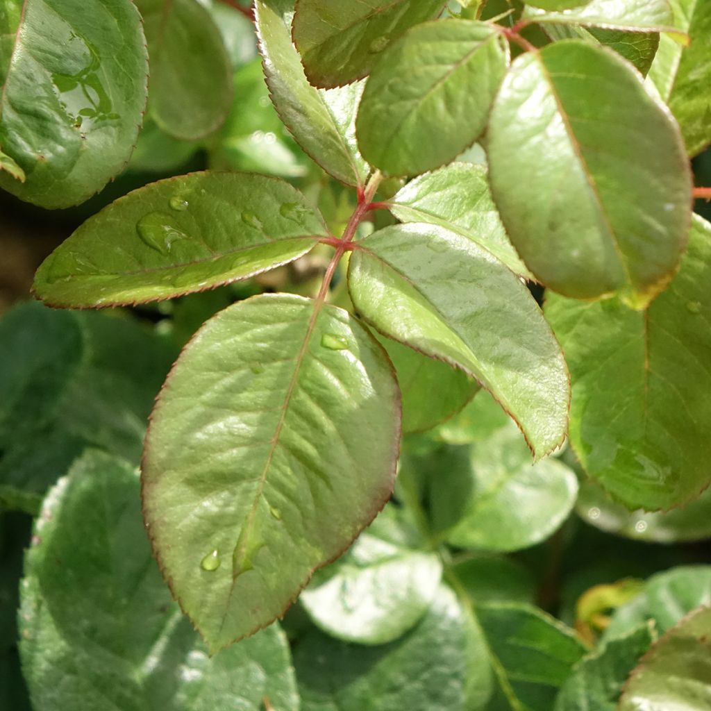 Roseira de flor grande Michelangelo