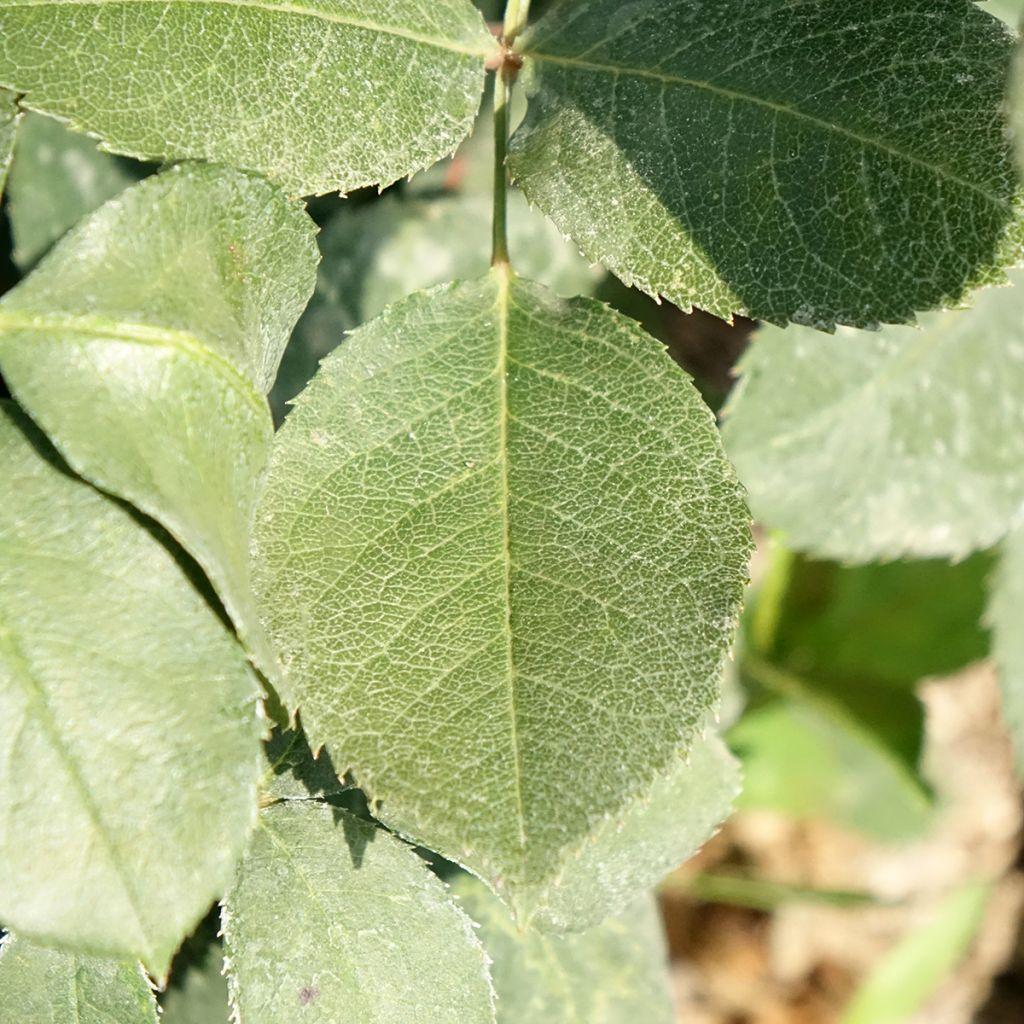 Roseira de flor grande Mister Lincoln