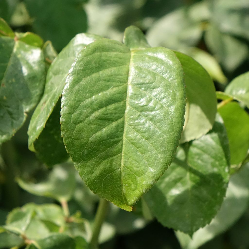 Roseira de flor grande Pullman Orient Express