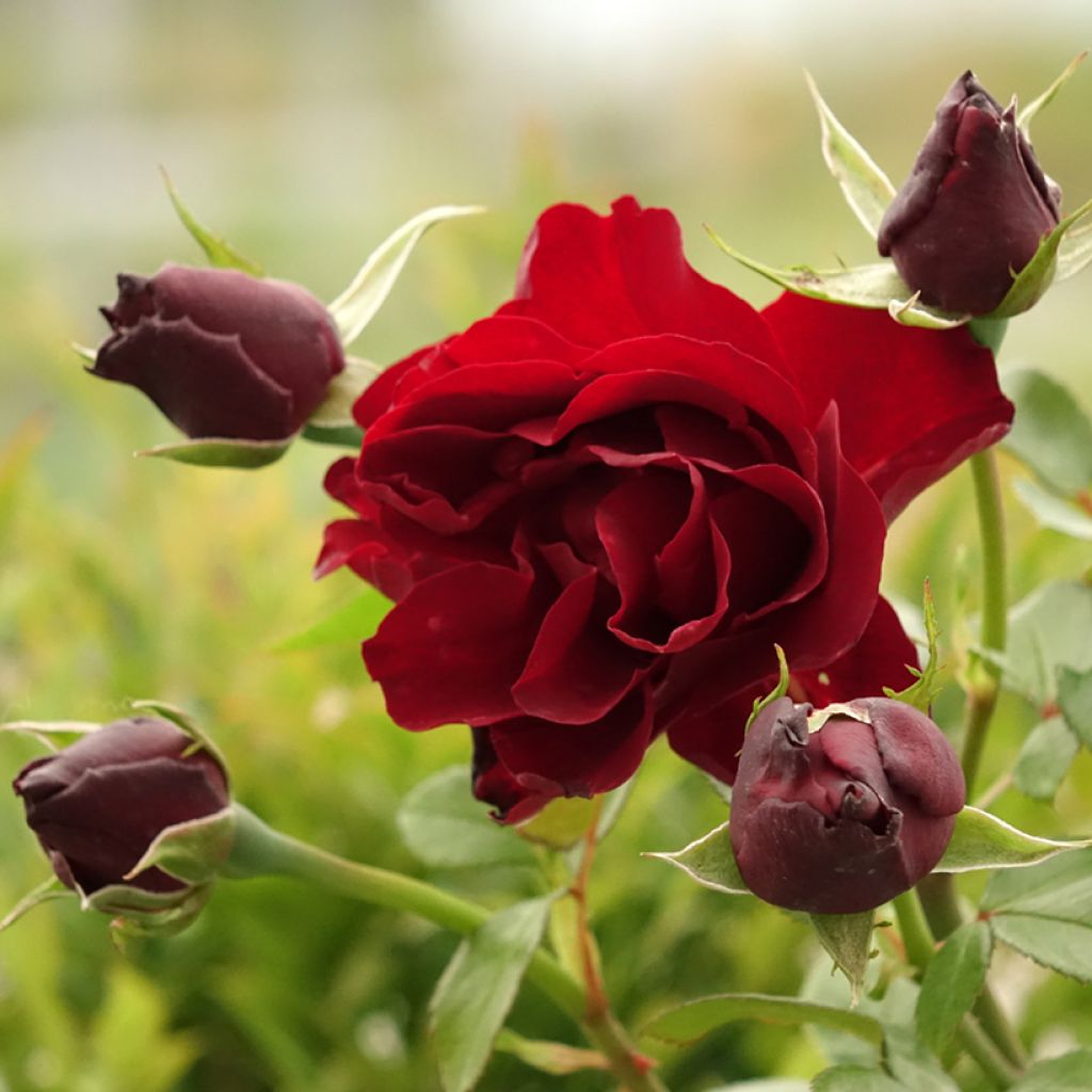 Roseira de flor grande Paint it Black