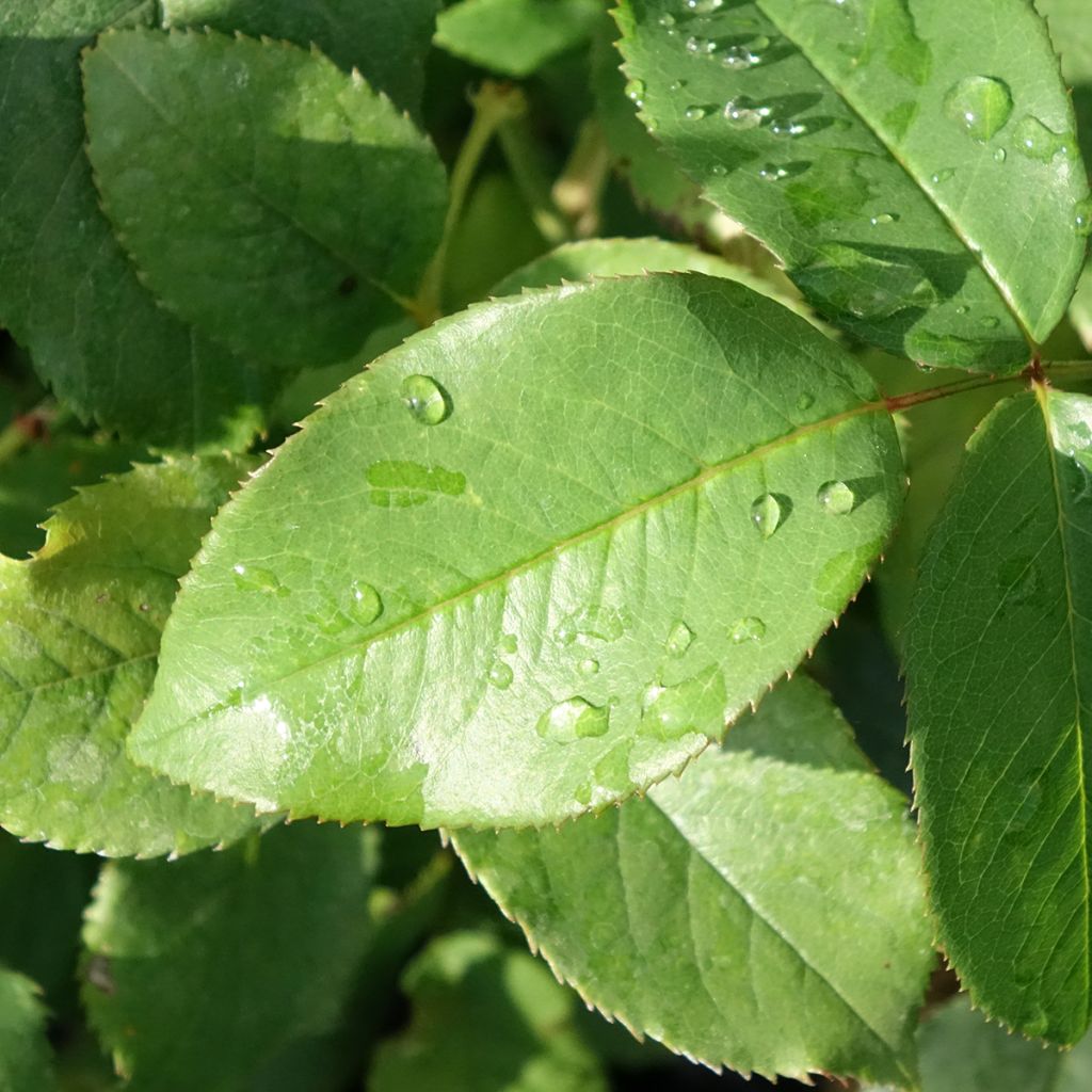 Roseira de flor grande Memorial Day