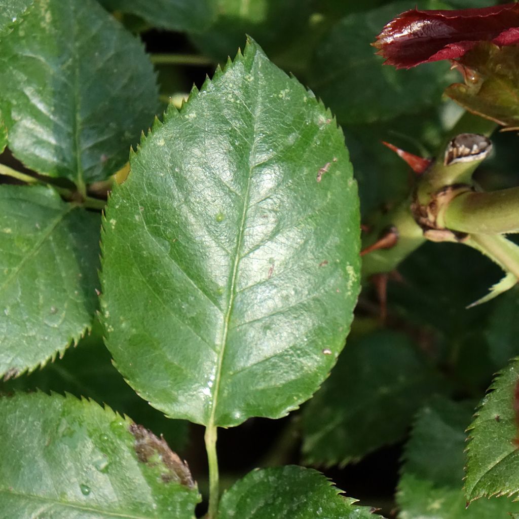 Roseira de flor grande Parfum de Loire