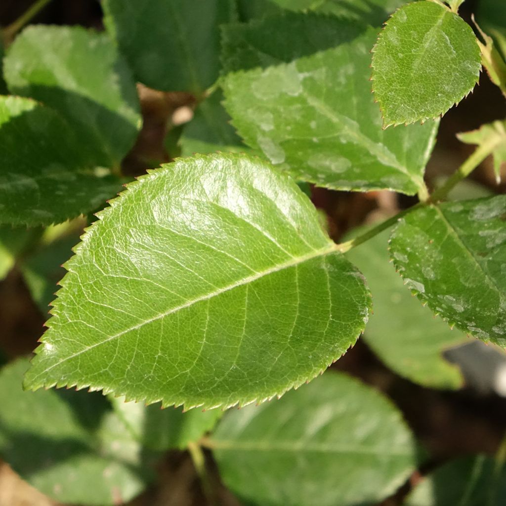 Roseira de flor grande Perfume Factory
