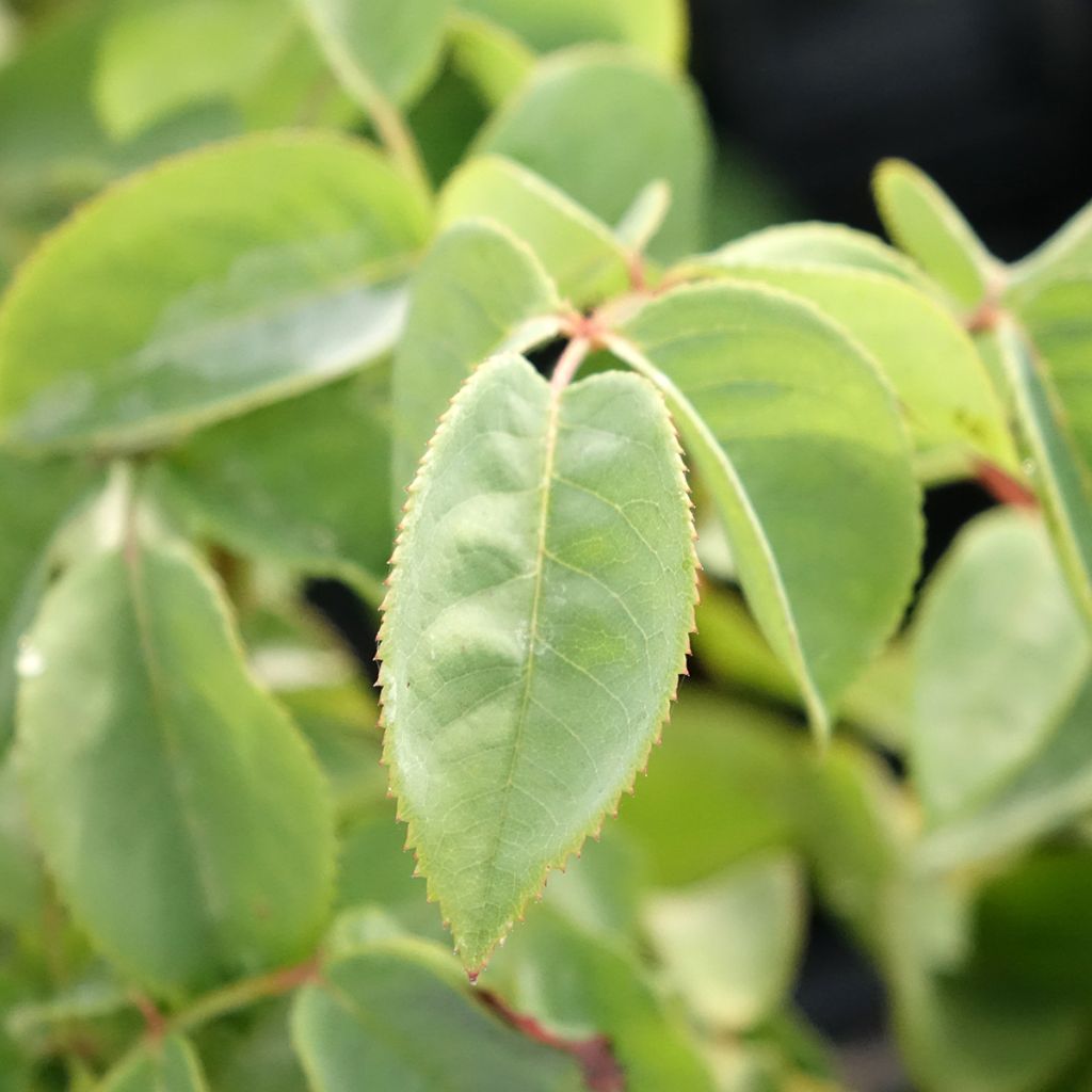 Roseira de flor grande Perugino