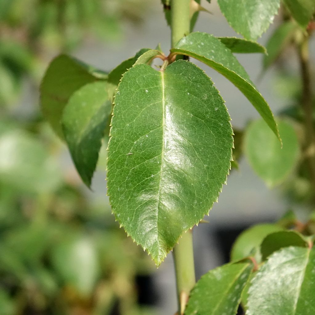 Roseira de flor grande Pierre Arditi