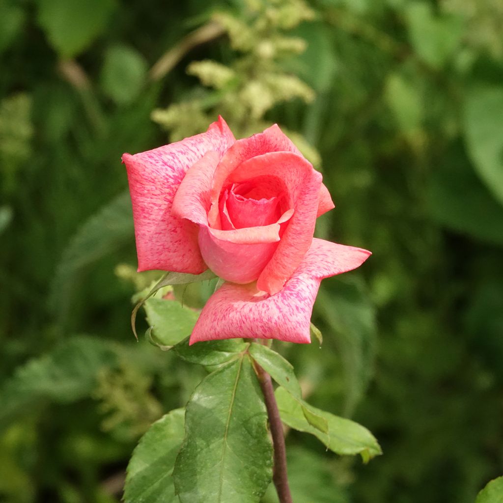 Rosier à grandes fleurs Pierre Cardin