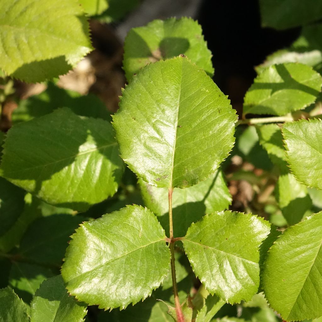 Roseira de flor grande Princess Alexandra Renaissance