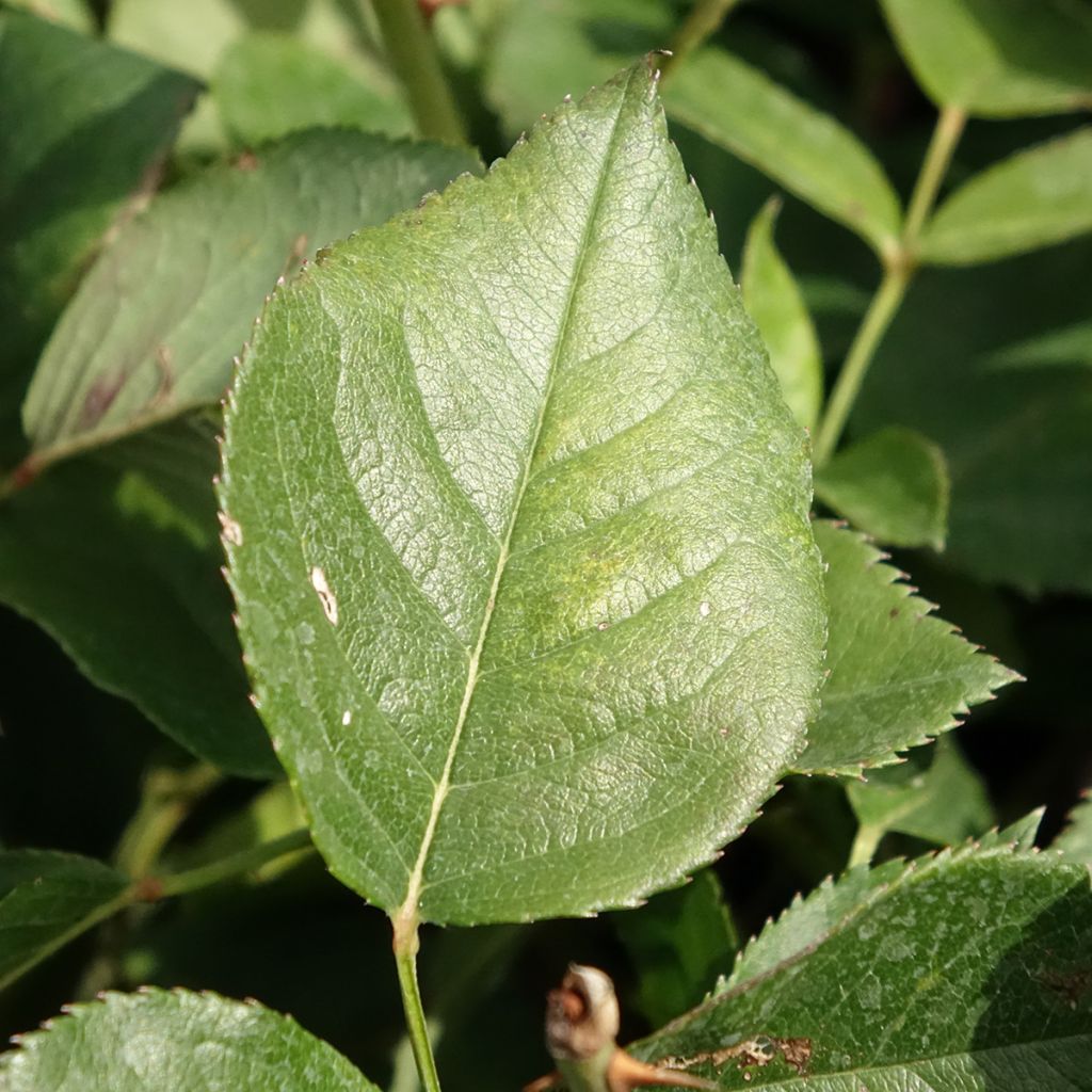 Roseira de flor grande Queen Elisabeth