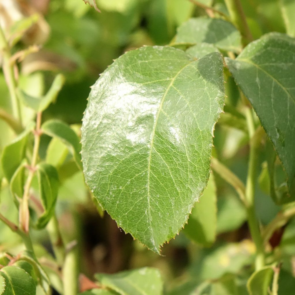 Roseira de flor grande Solo Mio