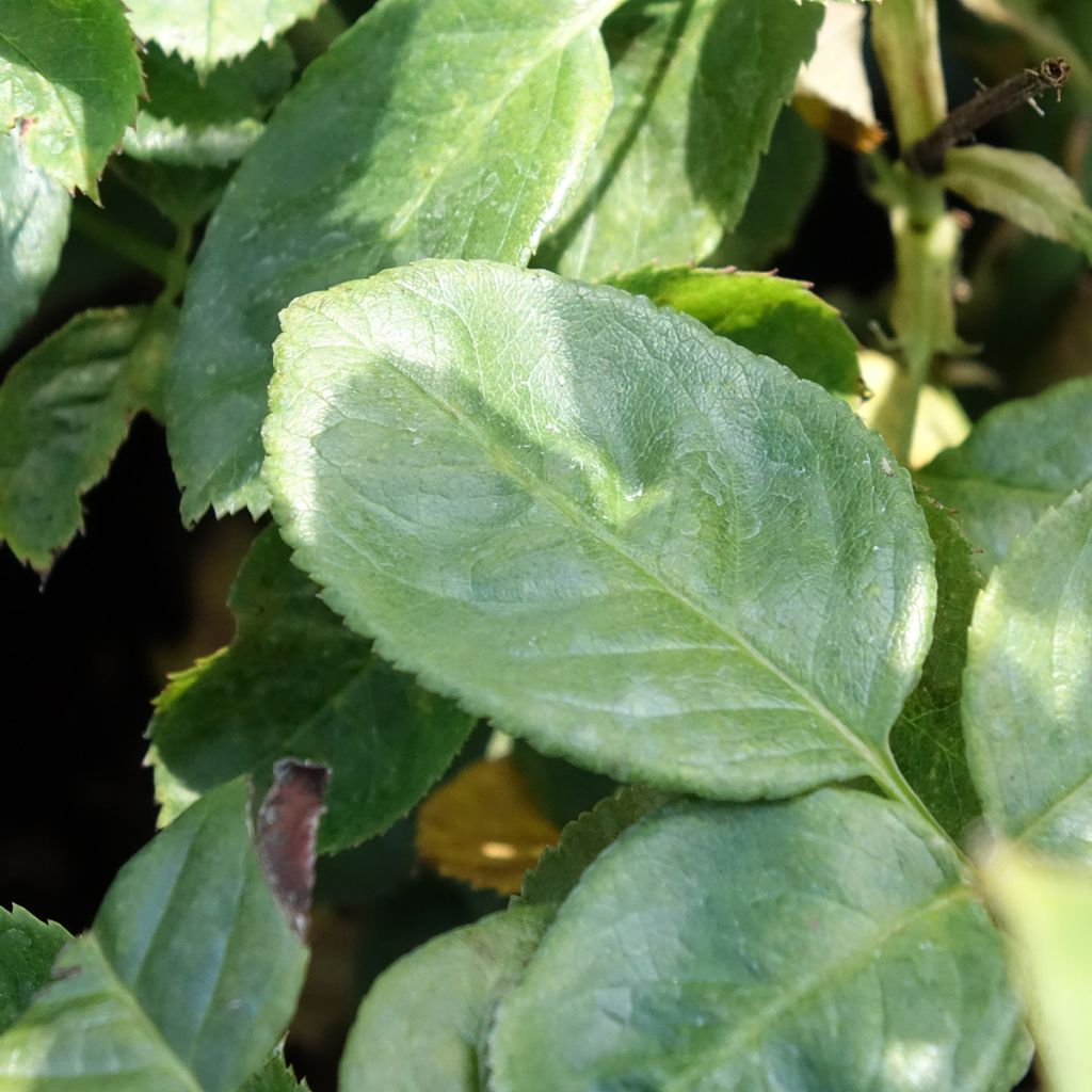 Roseira de canteiro Arthur Bell