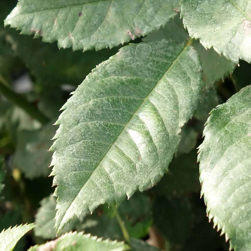 Roseira de canteiro Sweet Honey