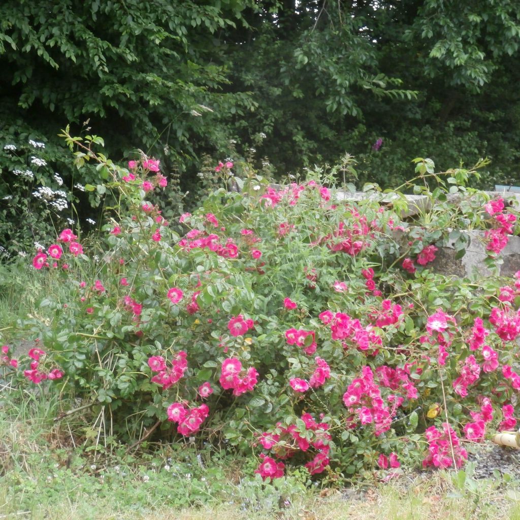 Rosier grimpant American Pillar