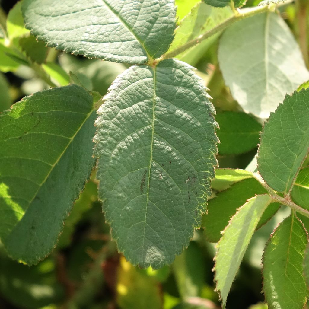 Rosa centifolia Muscosa - Roseira antiga