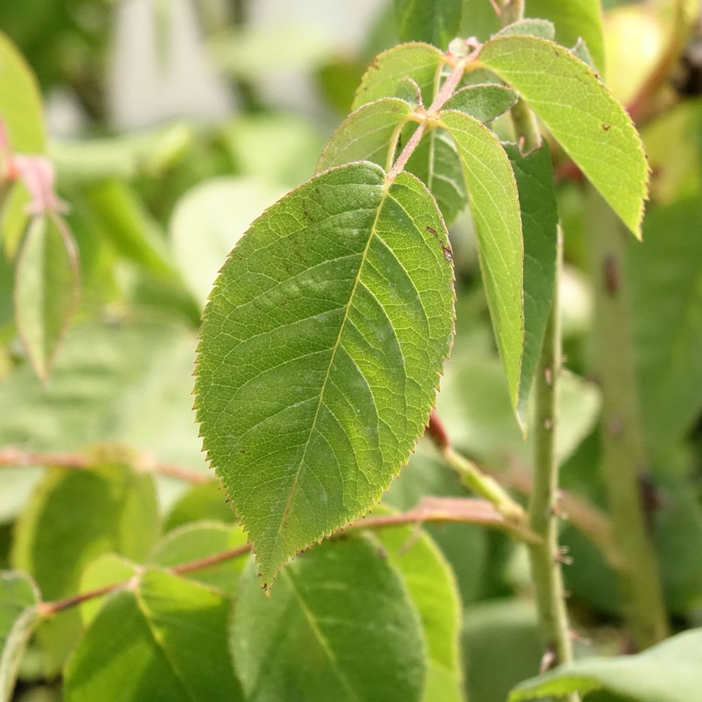 Roseira antiga Fantin-Latour
