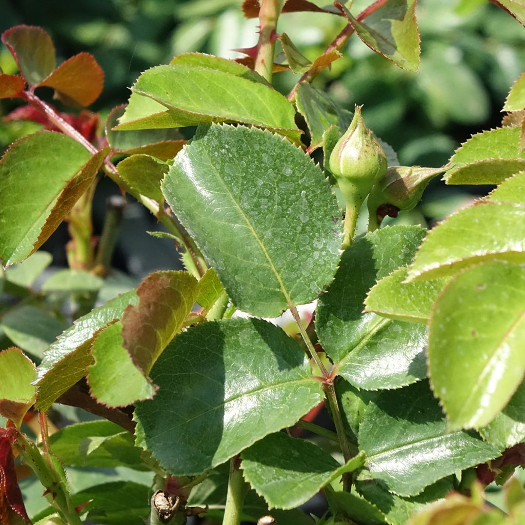 Roseira antiga Fragrant Old White