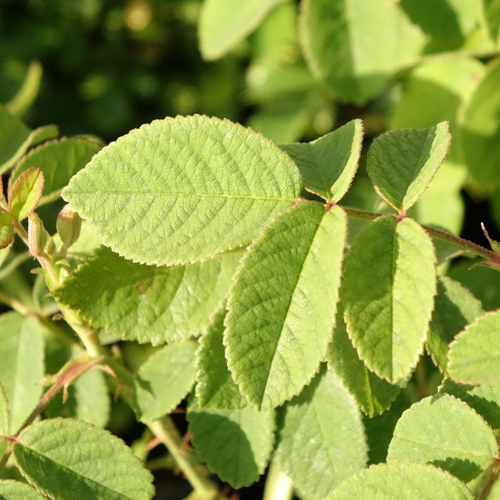 Rosa Madame Hardy - Historische roos