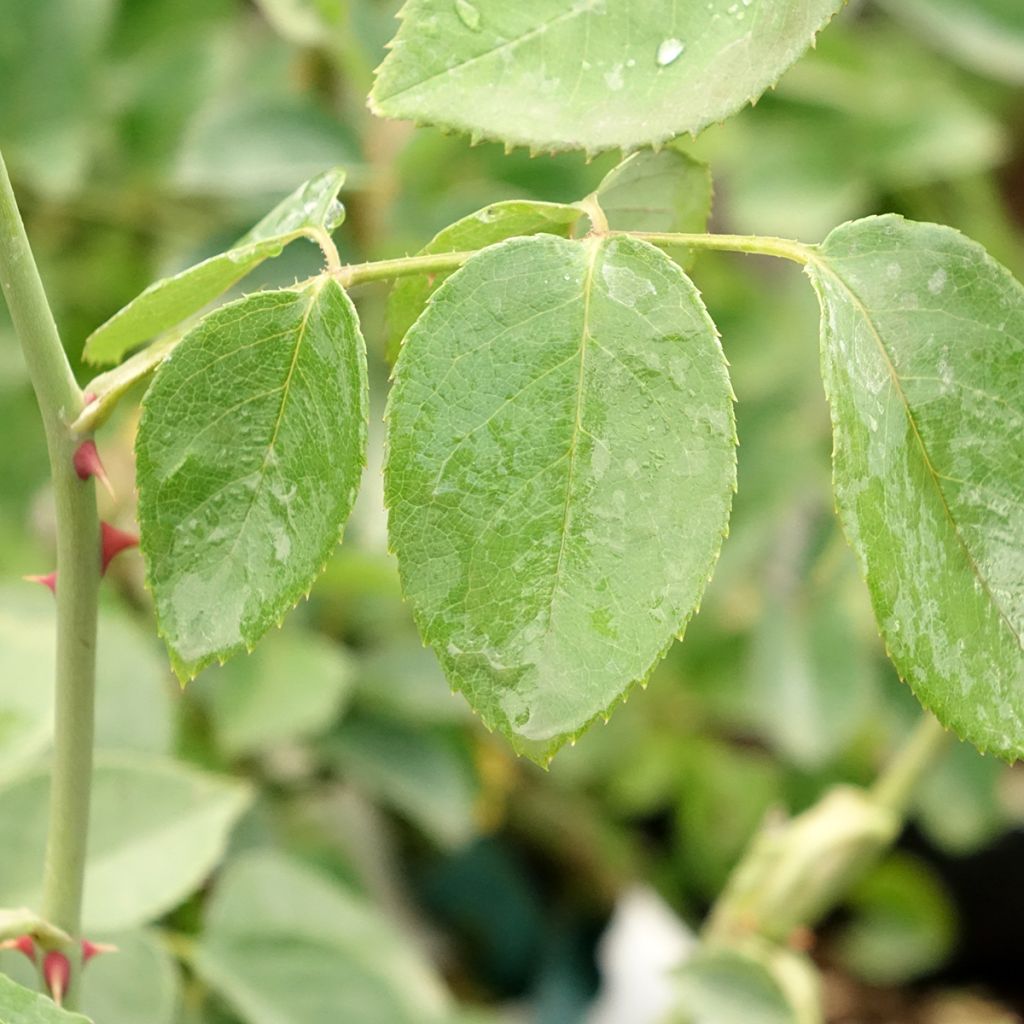 Roseira antiga Mrs. Oakley Fisher