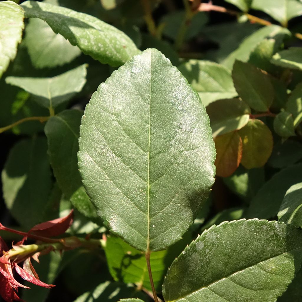 Roseira antiga Perle d'Or