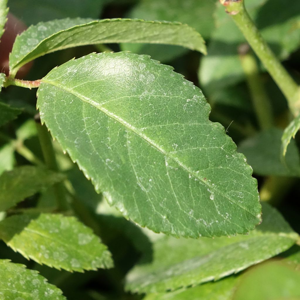 Roseira antiga Sally Holmes