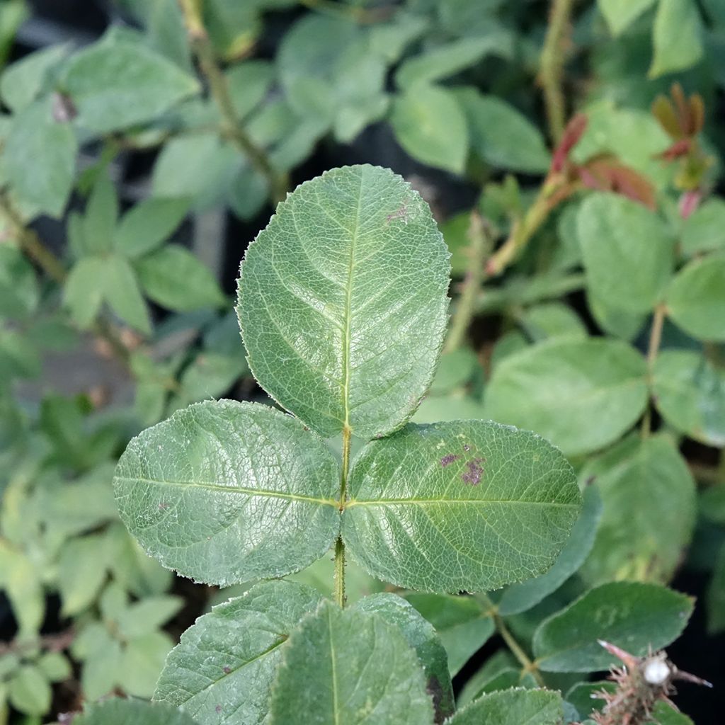 Rosa centifolia muscosa William Lobb - Roseira antiga