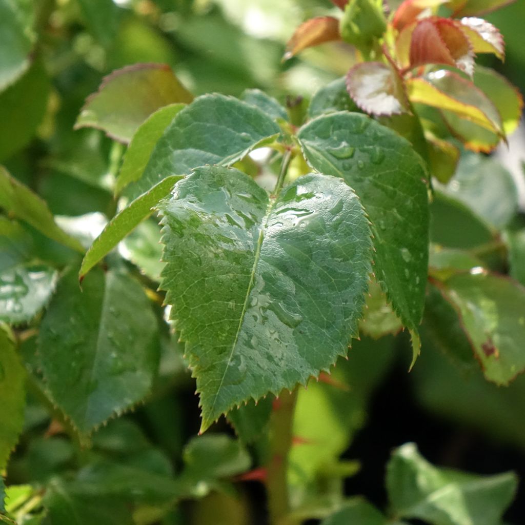 Roseira inglesa Amber Abundance (Hyde Park)