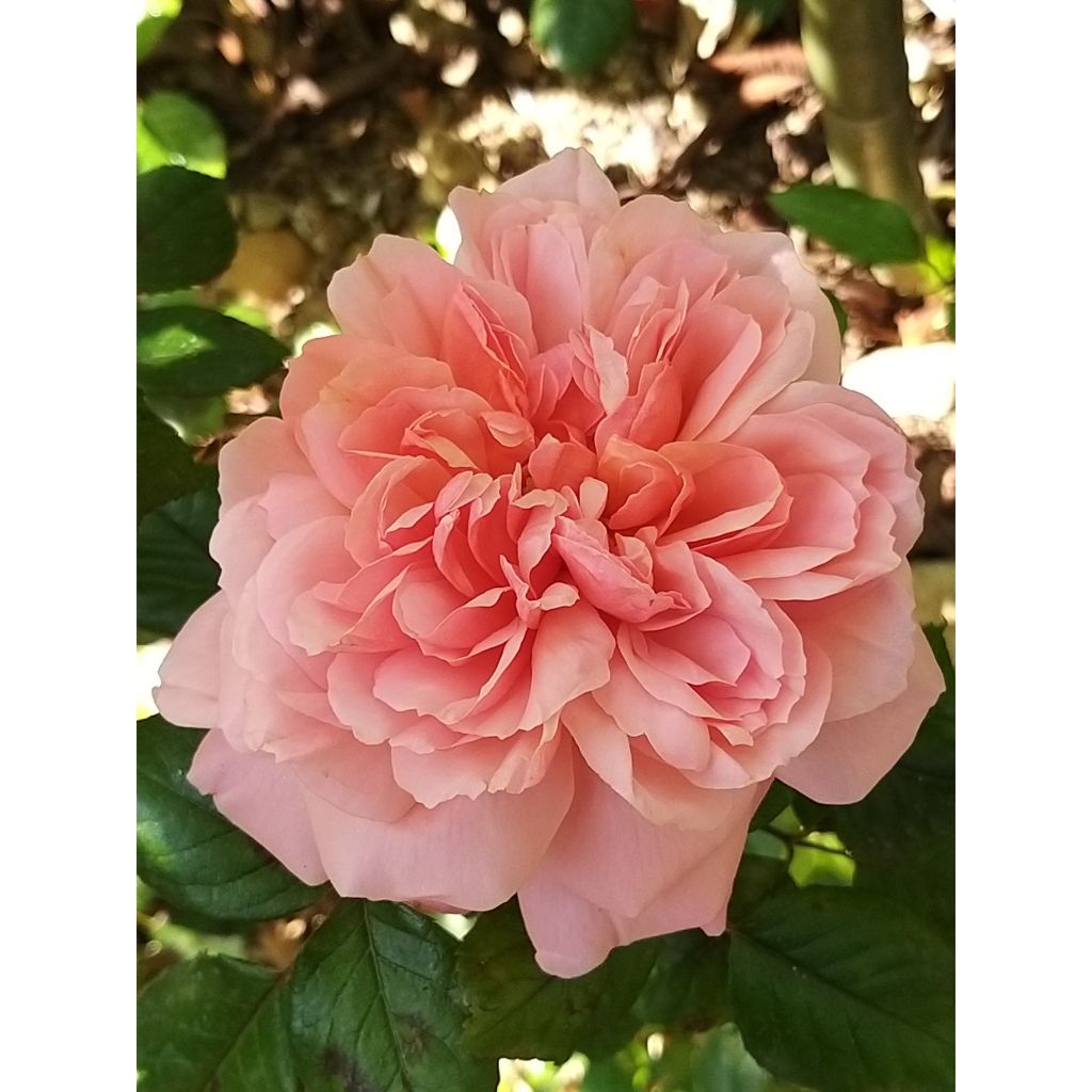 Rosier anglais English Legend Rose de Cornouaille