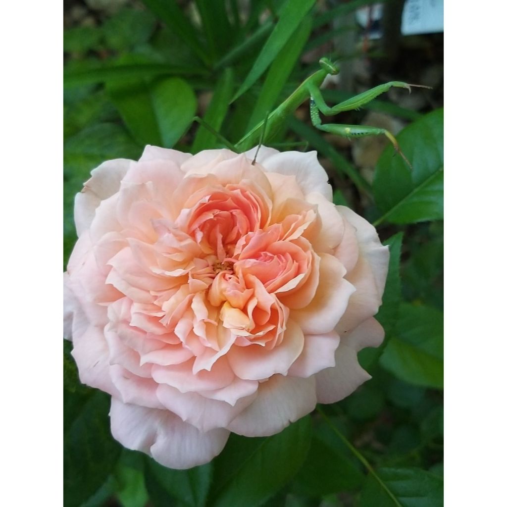Rosier anglais English Legend Rose de Cornouaille