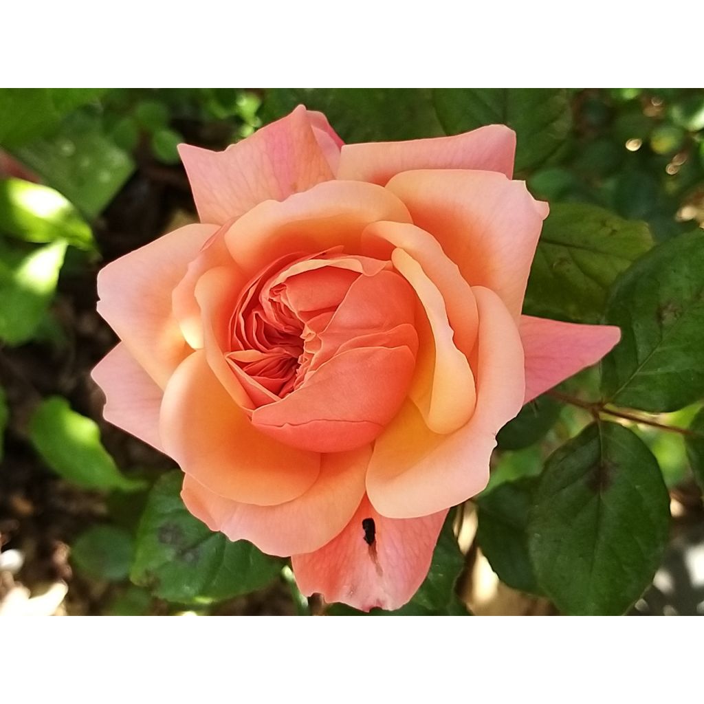 Rosier anglais English Legend Rose de Cornouaille