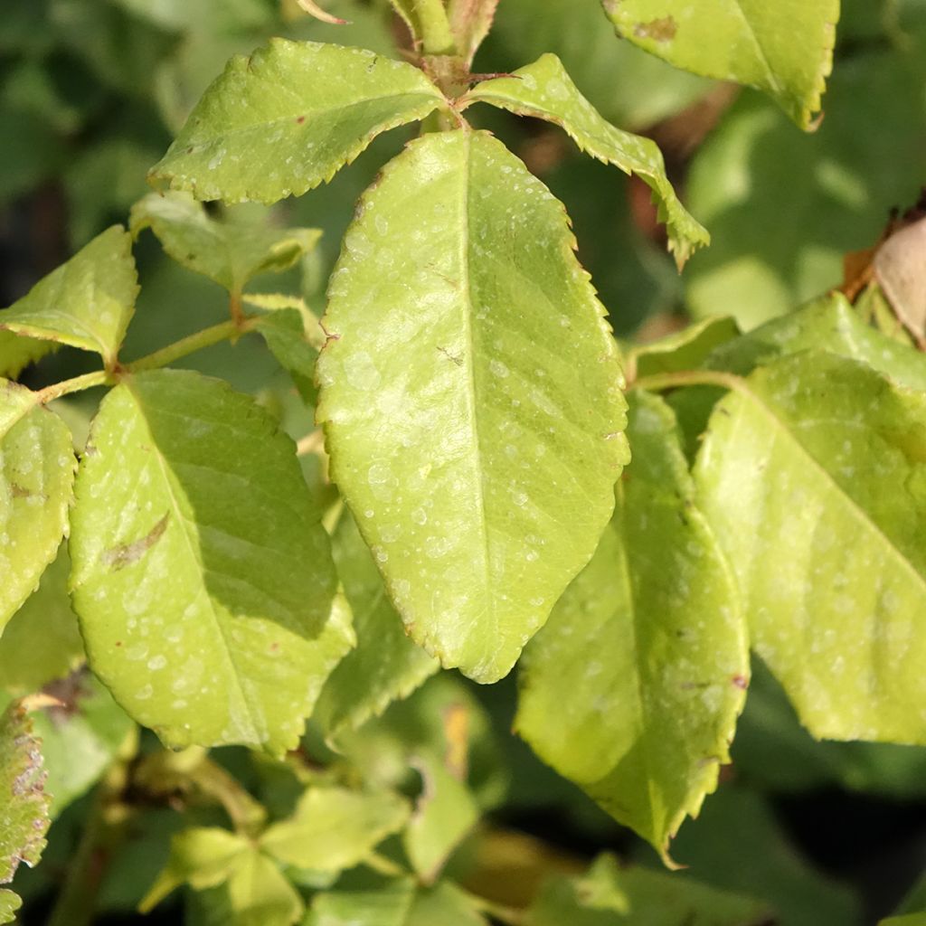 Rosa Sir Lancelot - Engelse roos