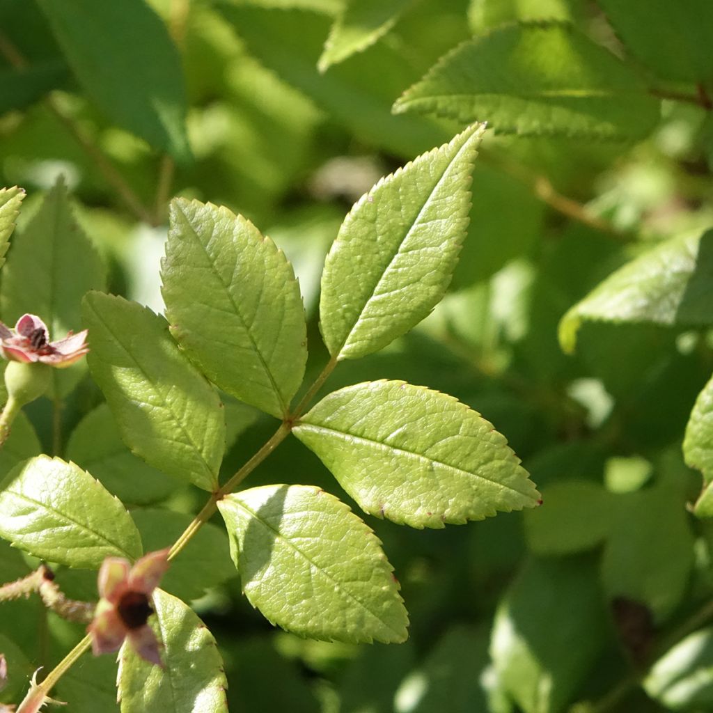 Roseira arbustiva Dinky