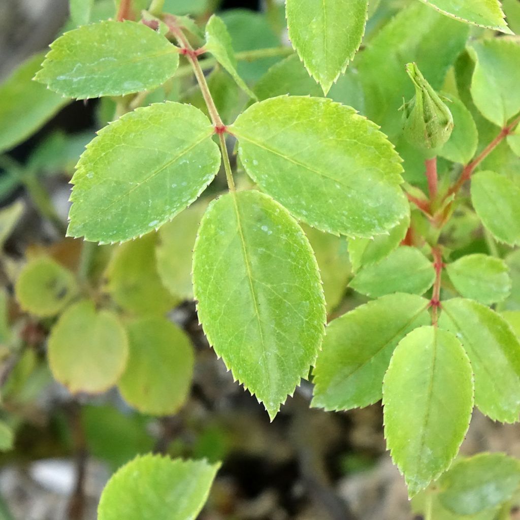 Roseira arbustiva Friendly Pink