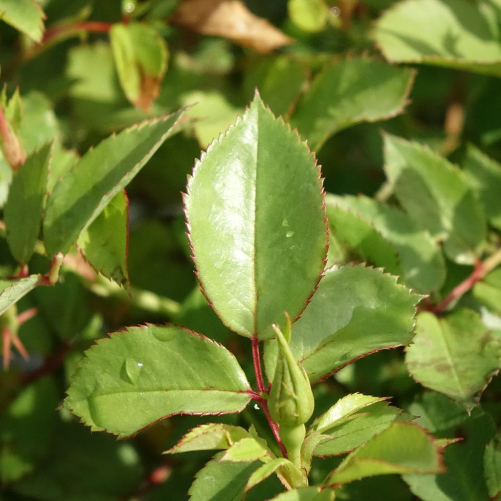 Roseira arbustiva Friendly Sweet