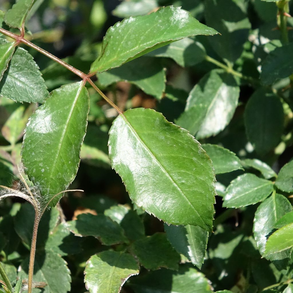 Roseira arbustiva Ice Meidiland