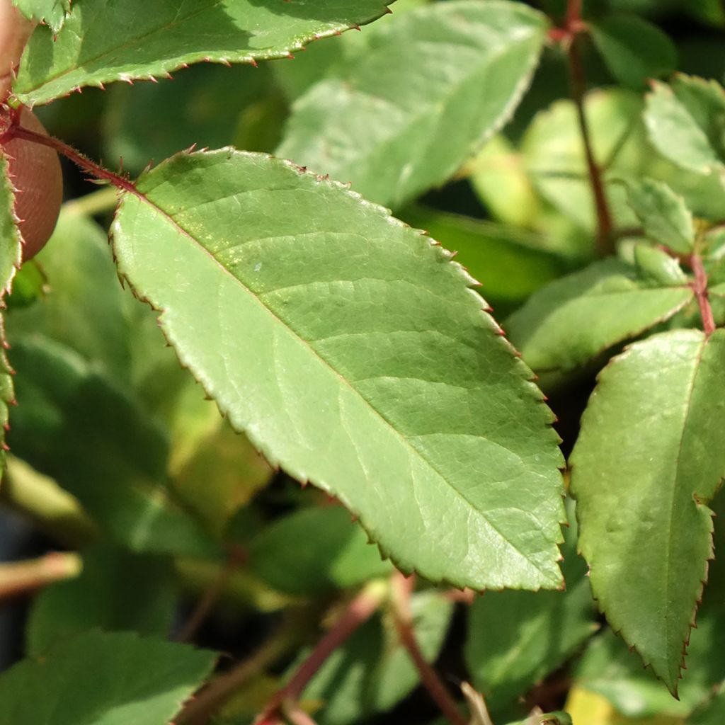 Rosa Rosalita - Muskusroos