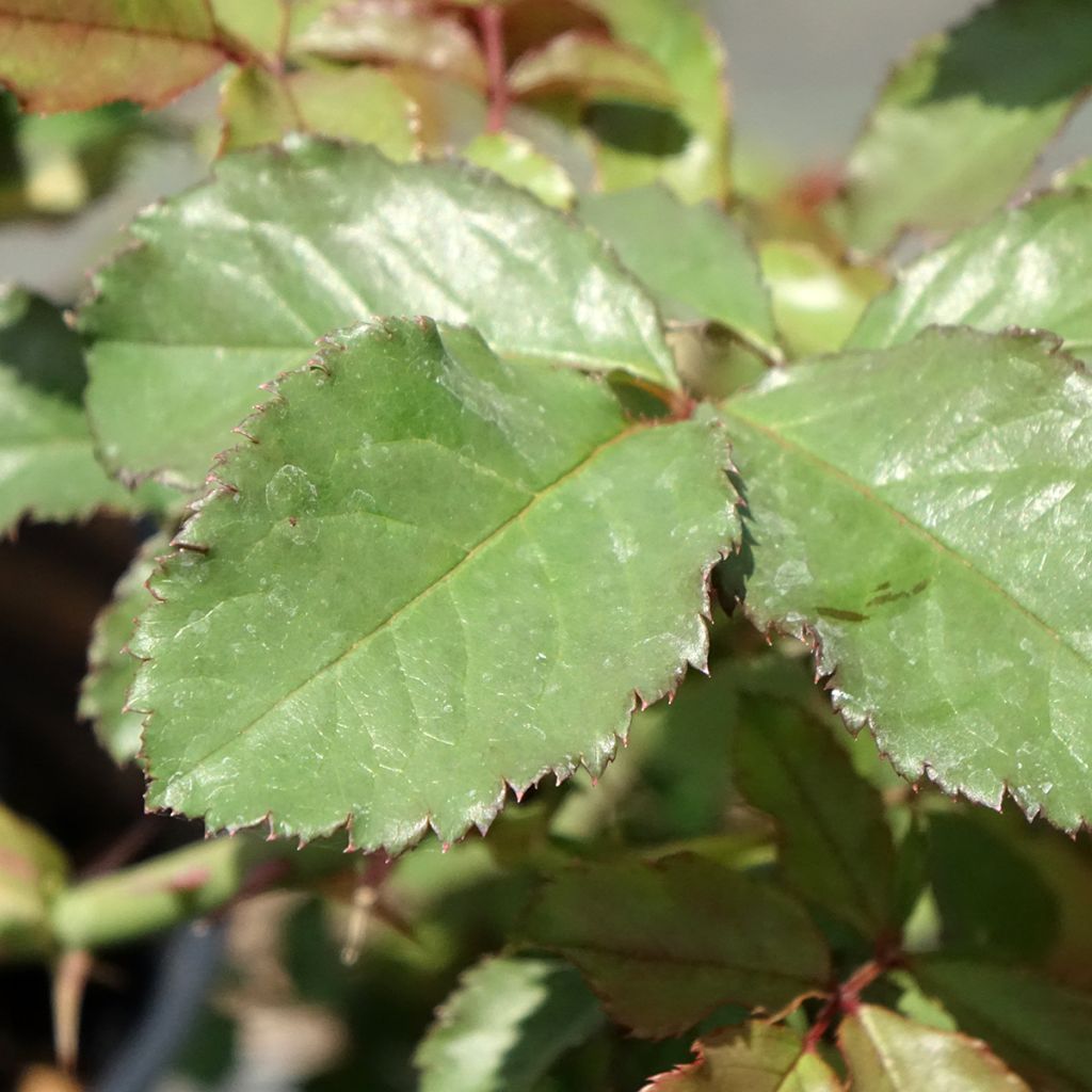 Roseira arbustiva Westerland